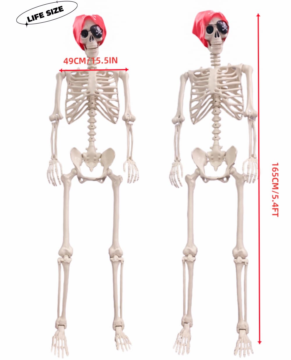 Life Size Posable Skeleton Decoration W697011