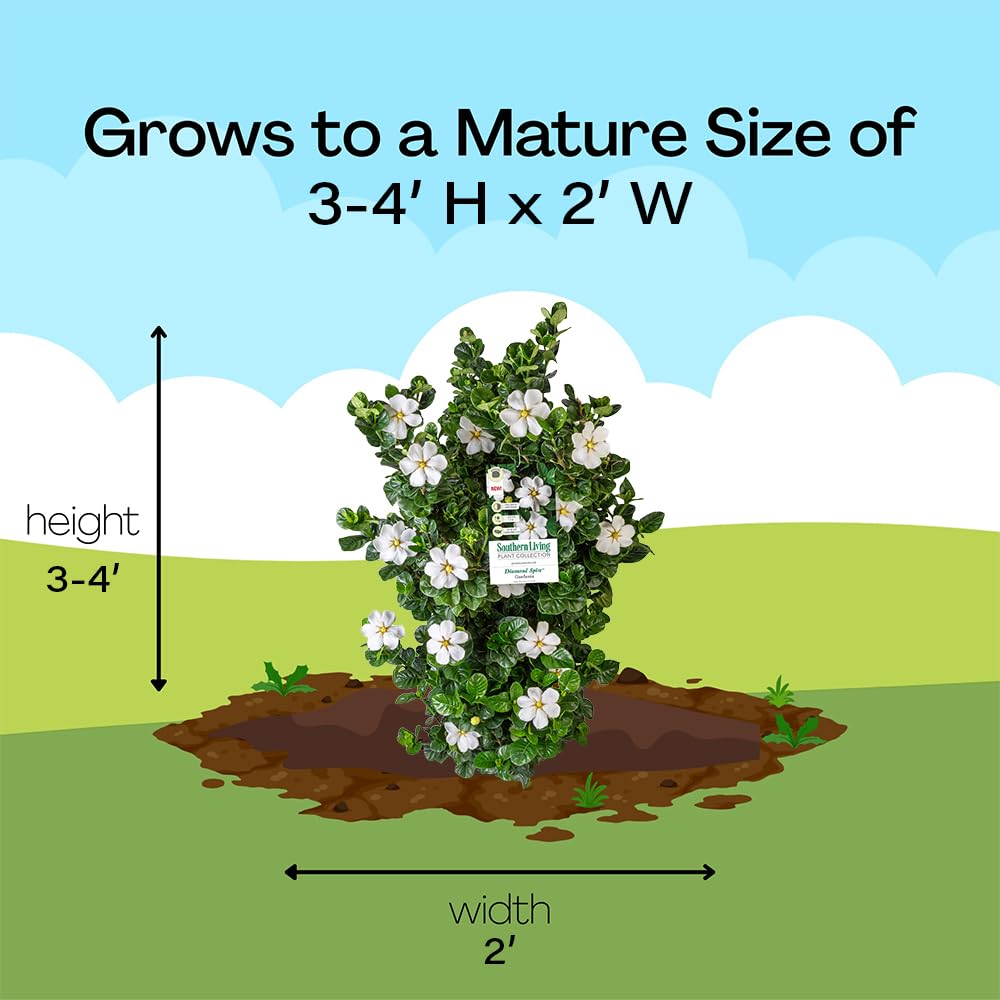 2 Gallon Gardenia Shrub S1270