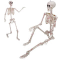 Life Size Posable Skeleton Z7611