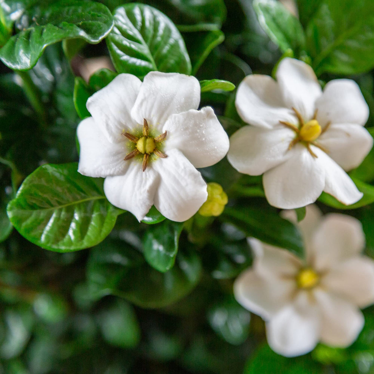2 Gallon Gardenia Shrub S1270