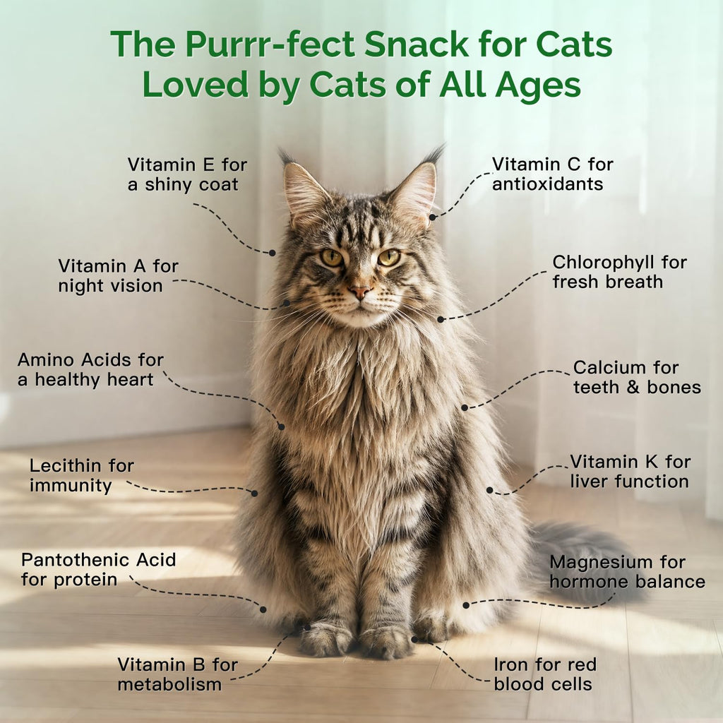 6 Cans Organic Wheat Cat Grass Growing Kit E97269