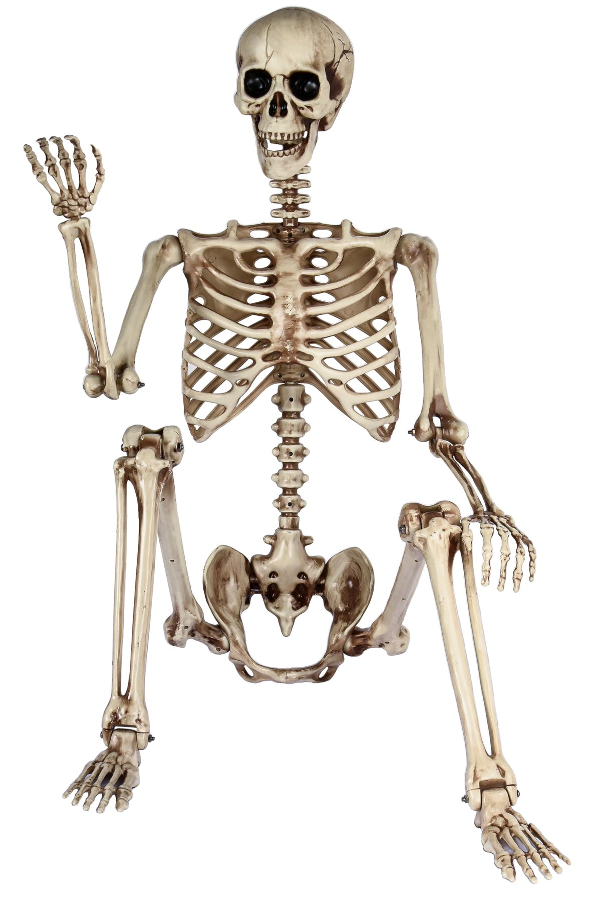 5.4ft Poseable Life Size Skeleton M2889