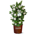 2 Gallon Gardenia Shrub S1270