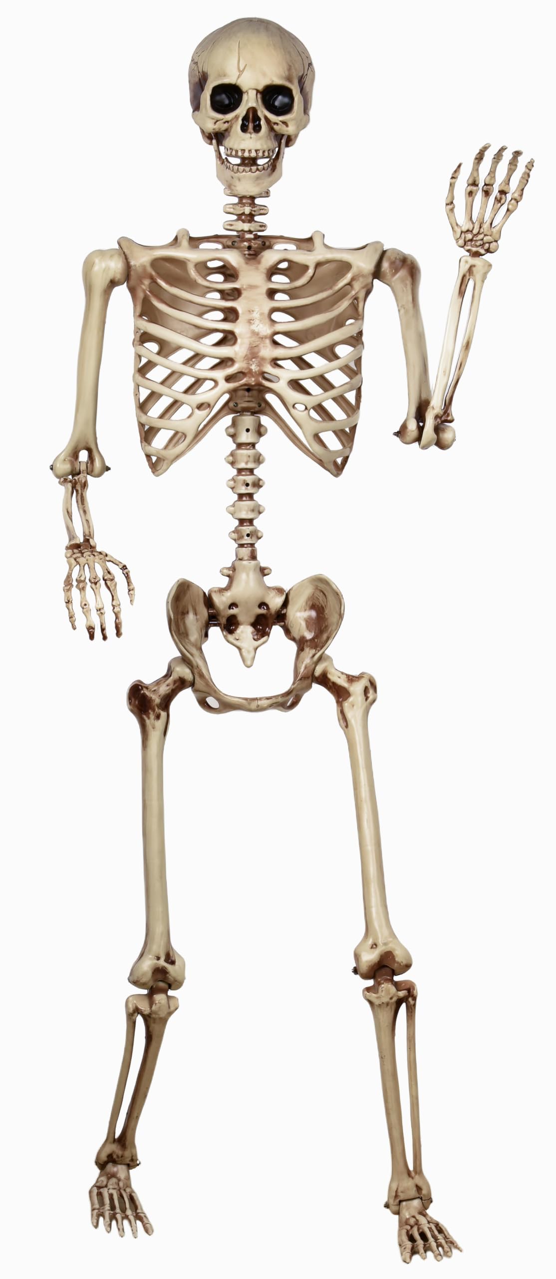 5.4ft Poseable Life Size Skeleton M2889