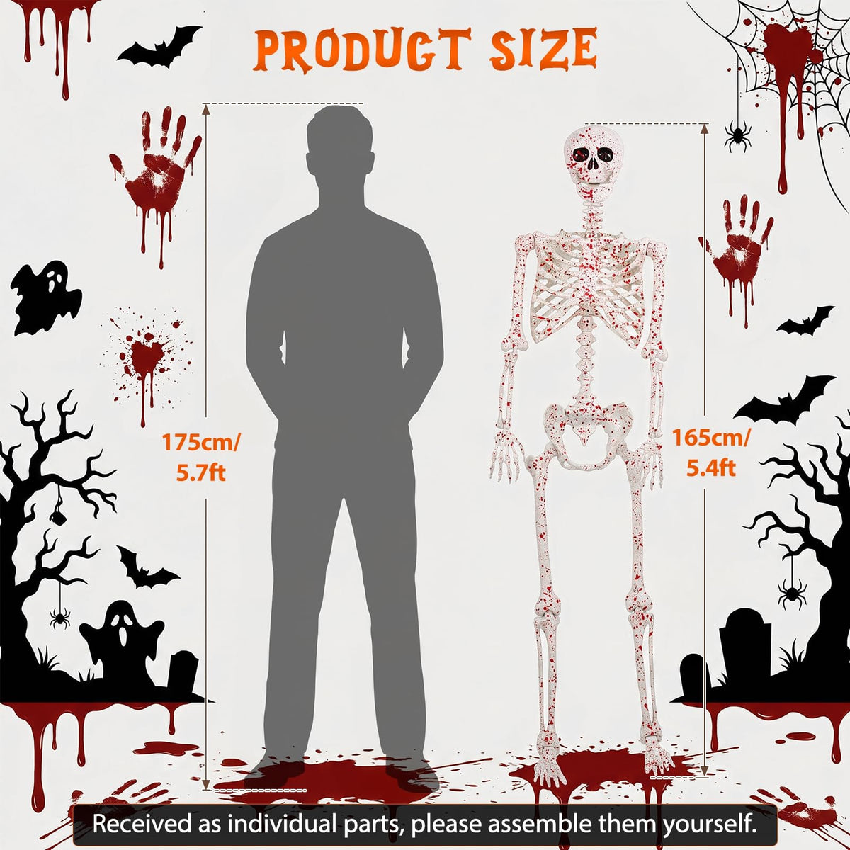 Life Size Posable Skeleton Z7611