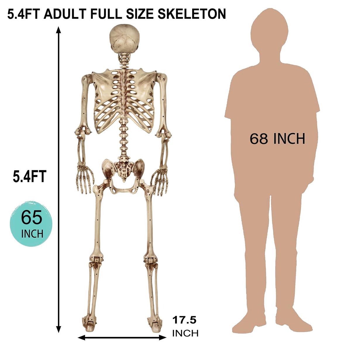 5.4ft Poseable Life Size Skeleton M2889