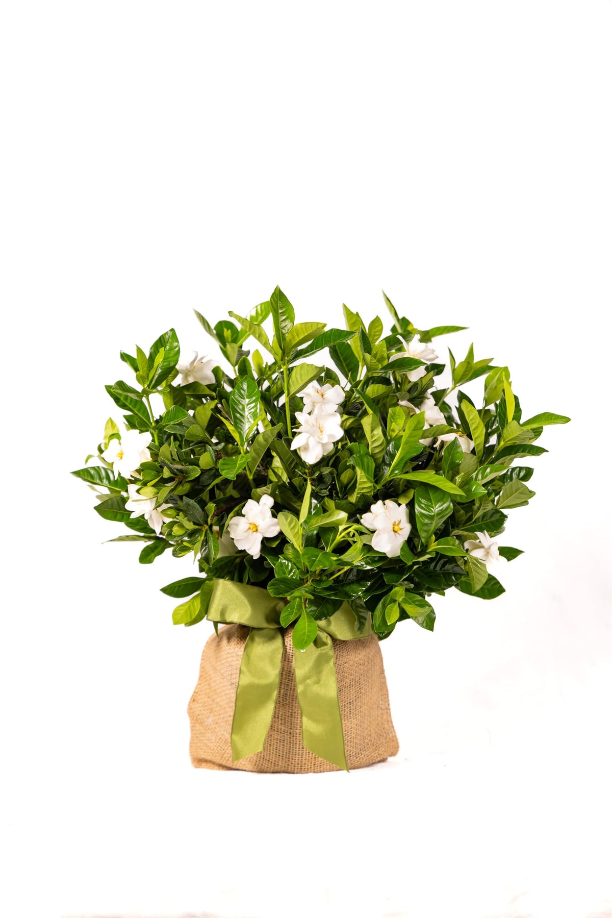 Gardenia Plant W80085