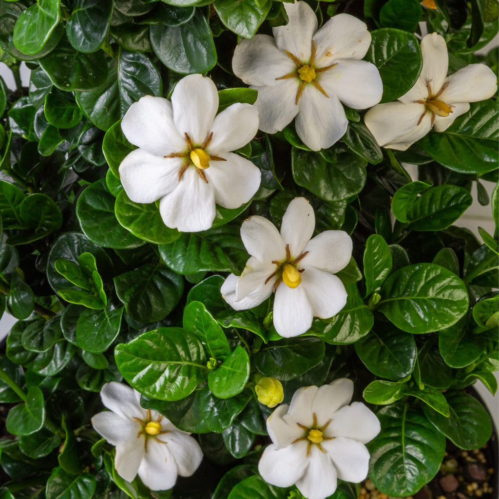 2 Gallon Gardenia Shrub S1270