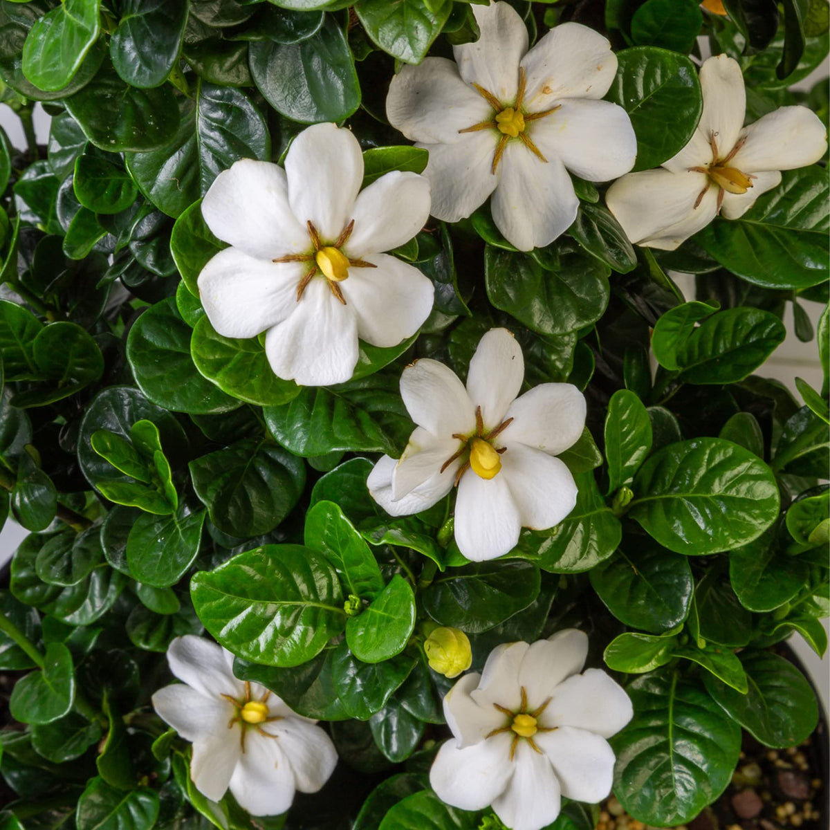 2 Gallon Gardenia Shrub S1270