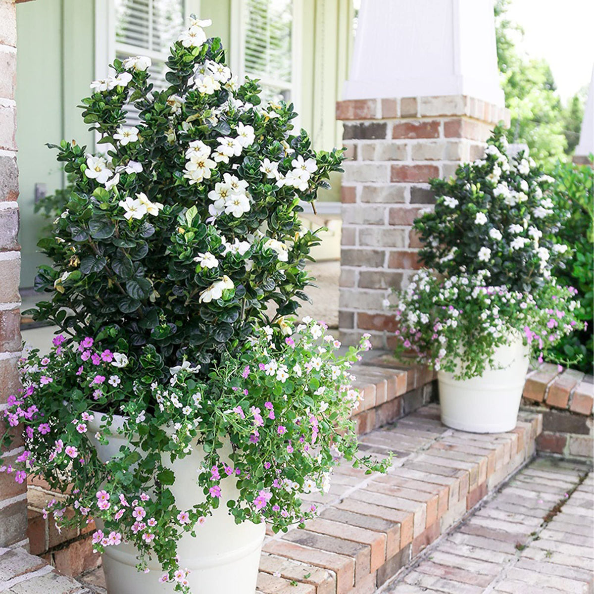 2 Gallon Gardenia Shrub S1270