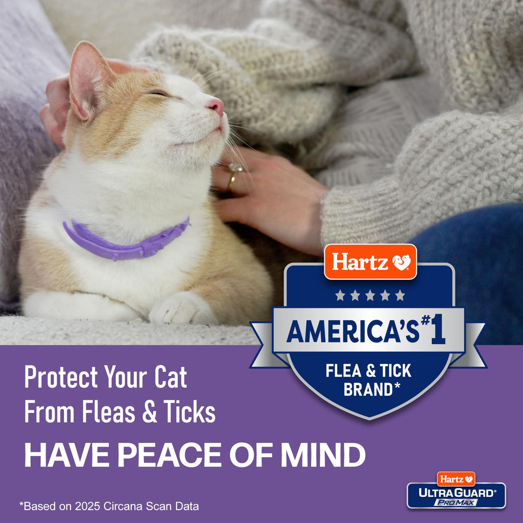 Flea & Tick Collar for Cats & Kittens 2 Pack N76119