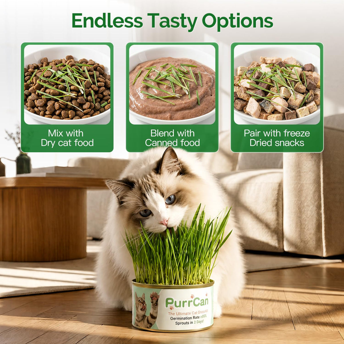 6 Cans Organic Wheat Cat Grass Growing Kit E97269