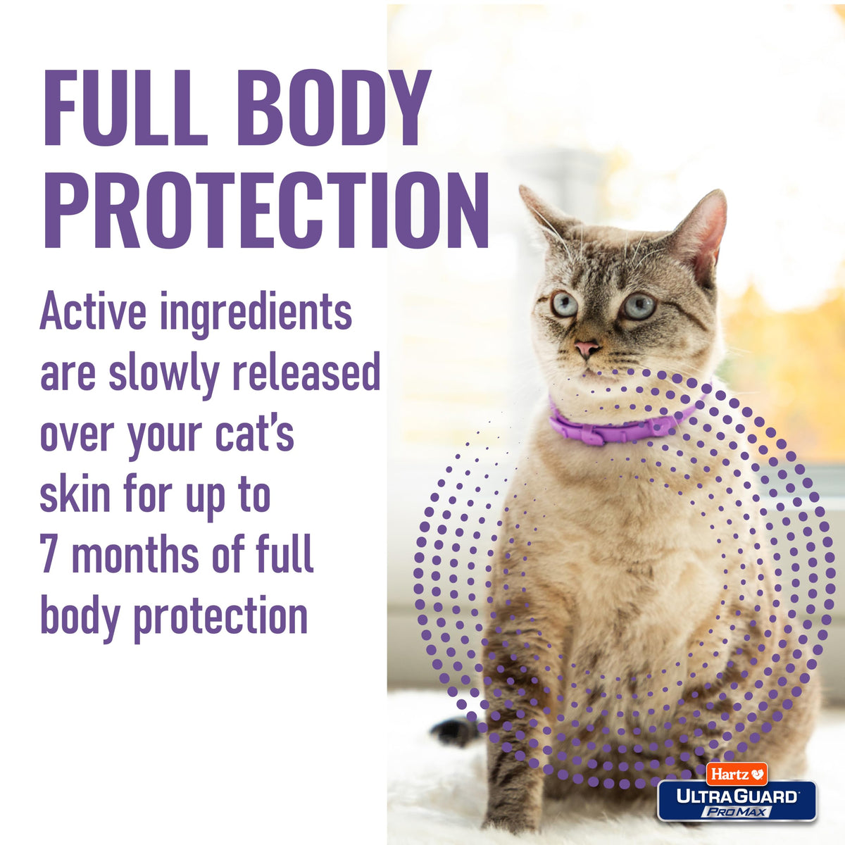 Flea & Tick Collar for Cats & Kittens 2 Pack N76119