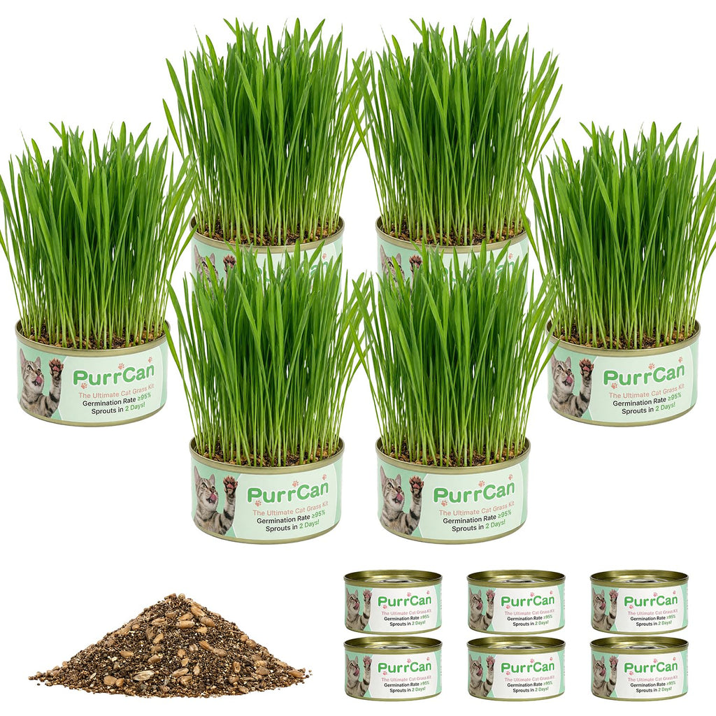 6 Cans Organic Wheat Cat Grass Growing Kit E97269