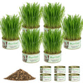 6 Cans Organic Wheat Cat Grass Growing Kit E97269