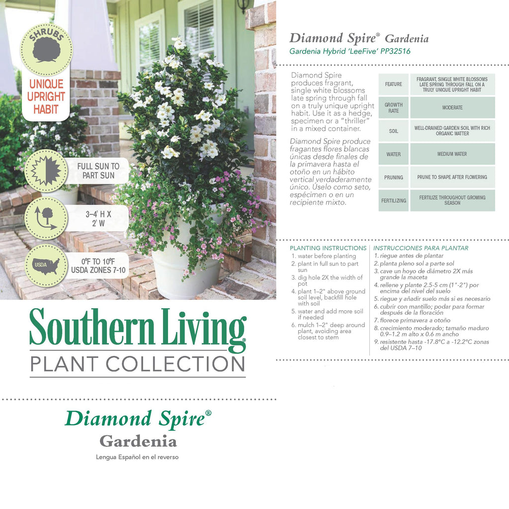 2 Gallon Gardenia Shrub S1270