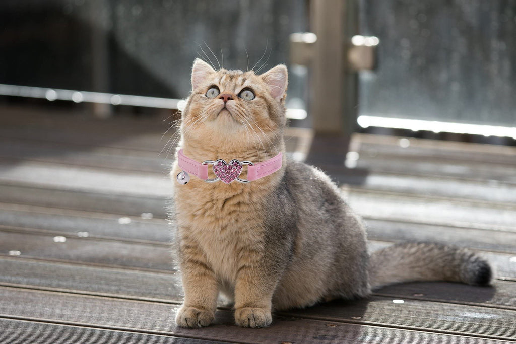 Pink Cat Collar with Safety Belt and Bell F5176