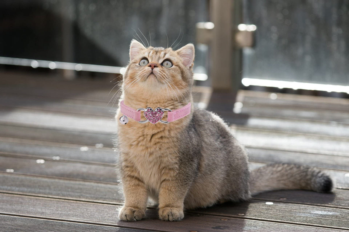 Pink Cat Collar with Safety Belt and Bell F5176