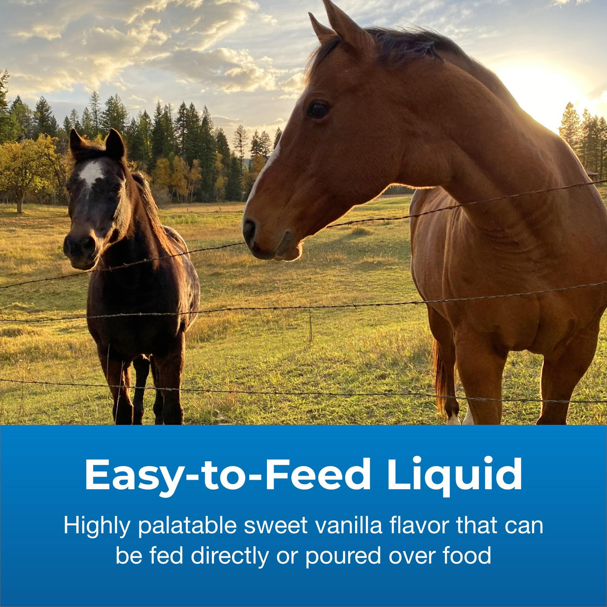High Calorie Liquid Nutritional Supplement for Livestock 1 Gallon I845