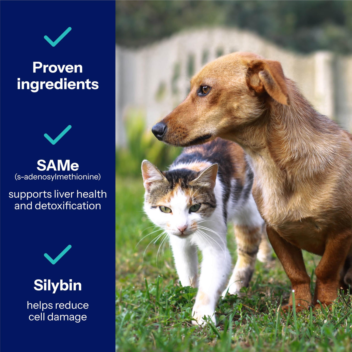 225mg Liver Support for Medium Dogs G158