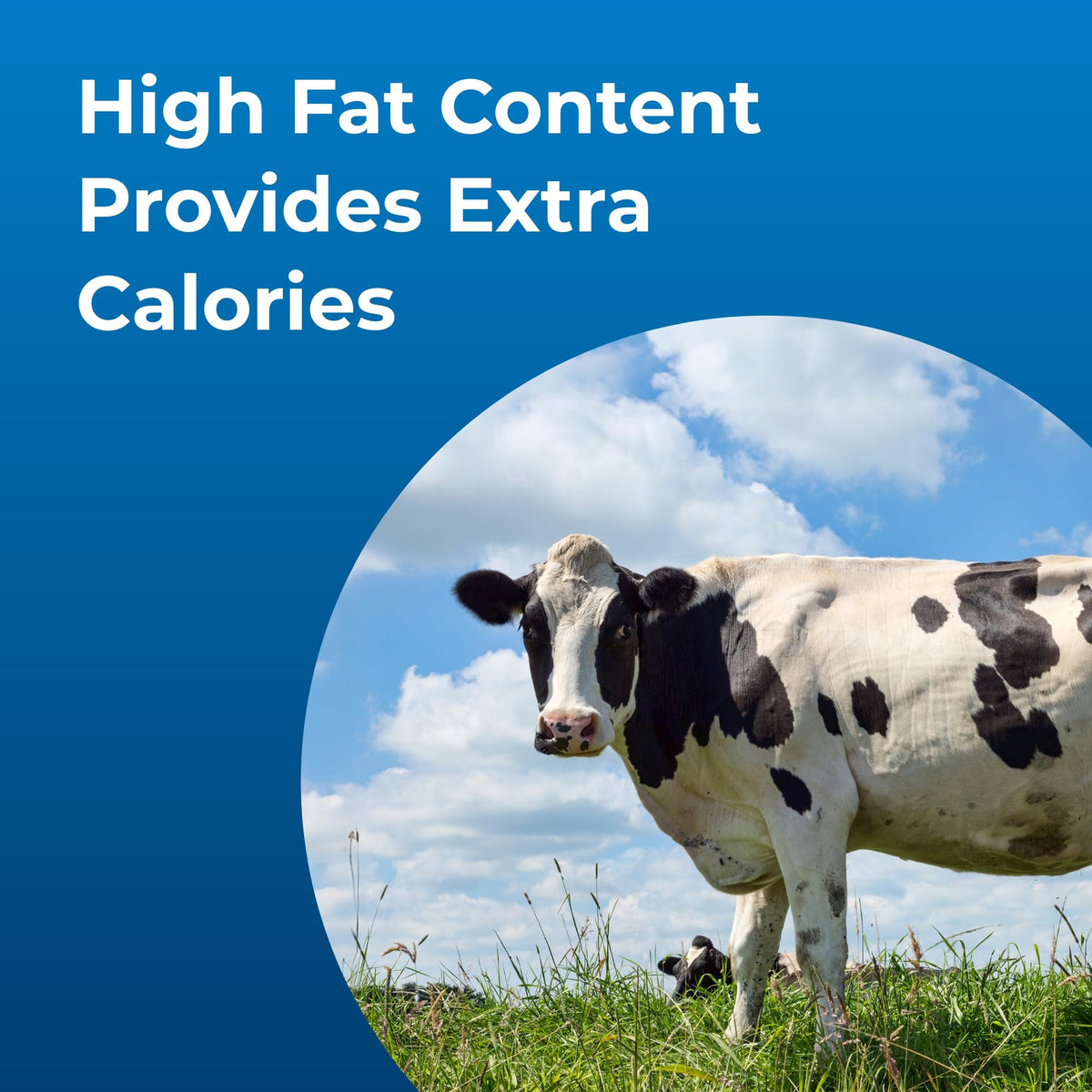 High Calorie Liquid Nutritional Supplement for Livestock 1 Gallon I845