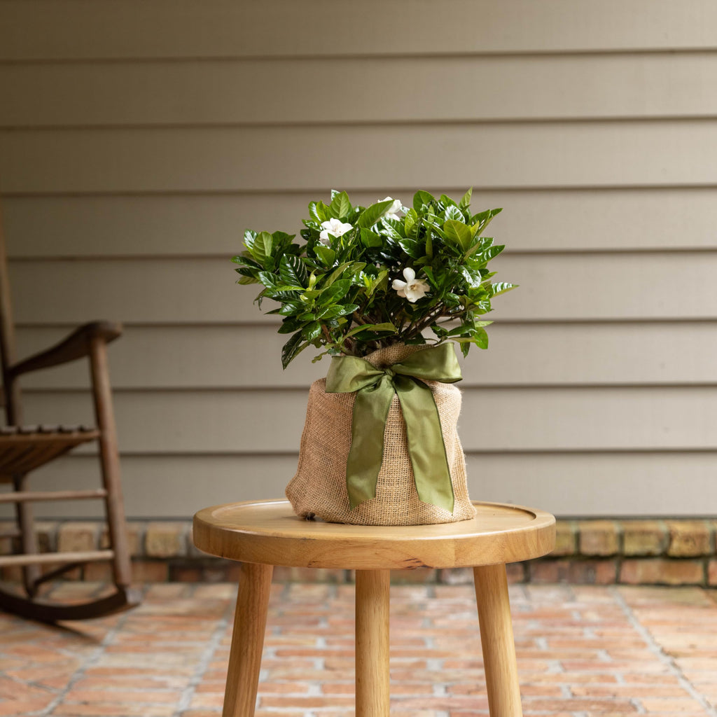 Gardenia Plant W80085