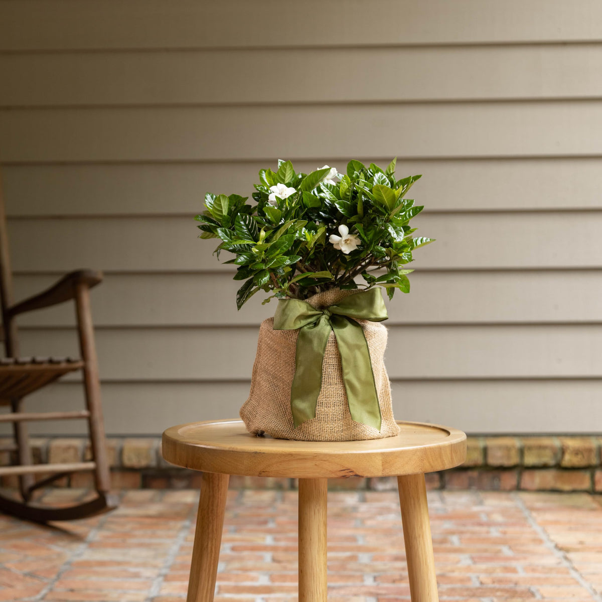 Gardenia Plant W80085