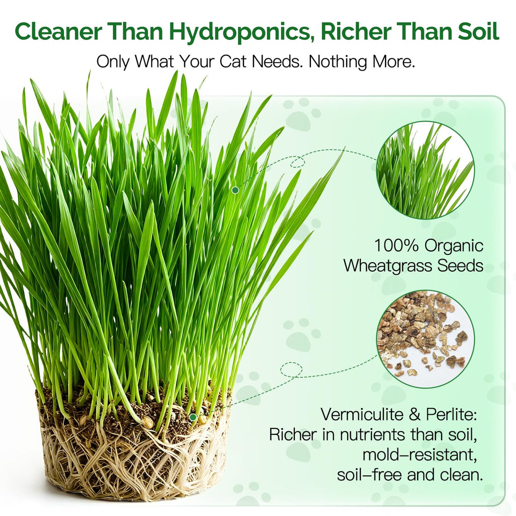 6 Cans Organic Wheat Cat Grass Growing Kit E97269