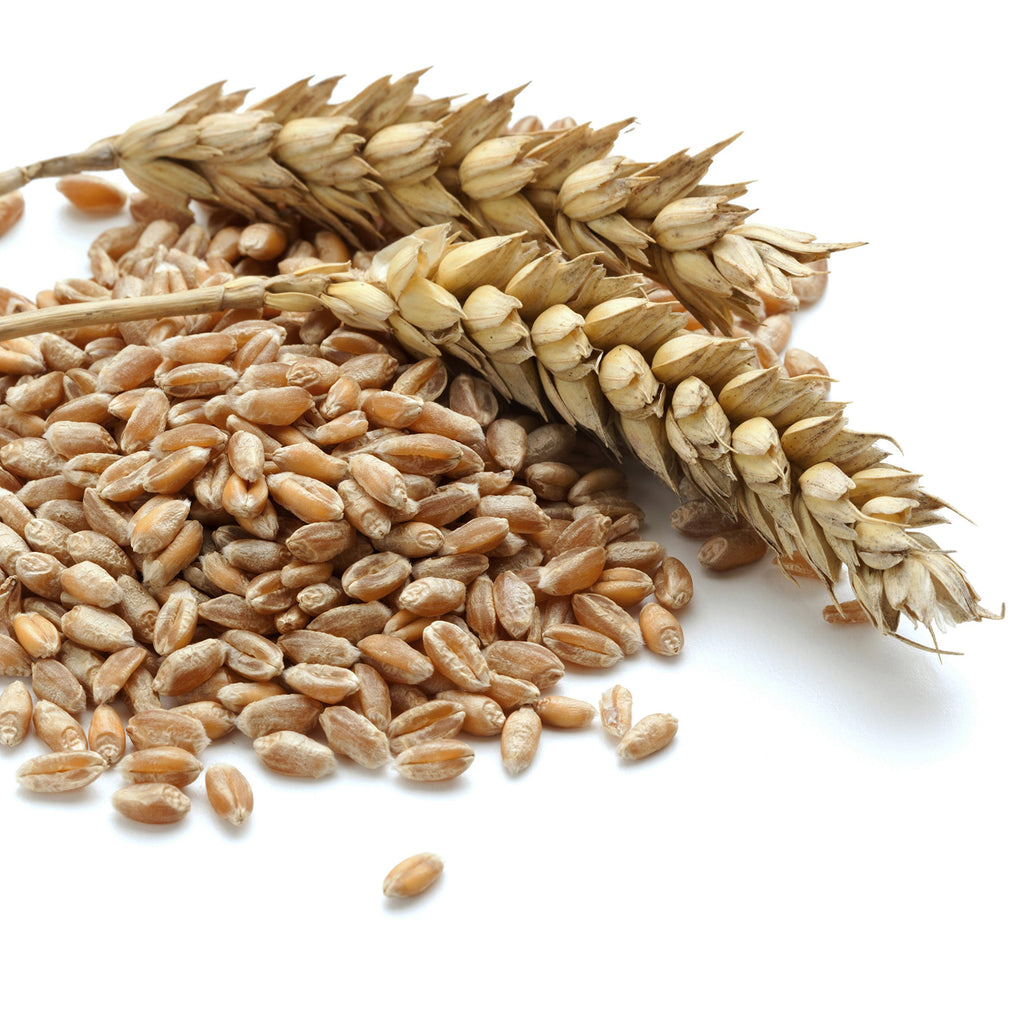 Hard White Wheat Emergency Food Storage 24 Pound Pail X39375
