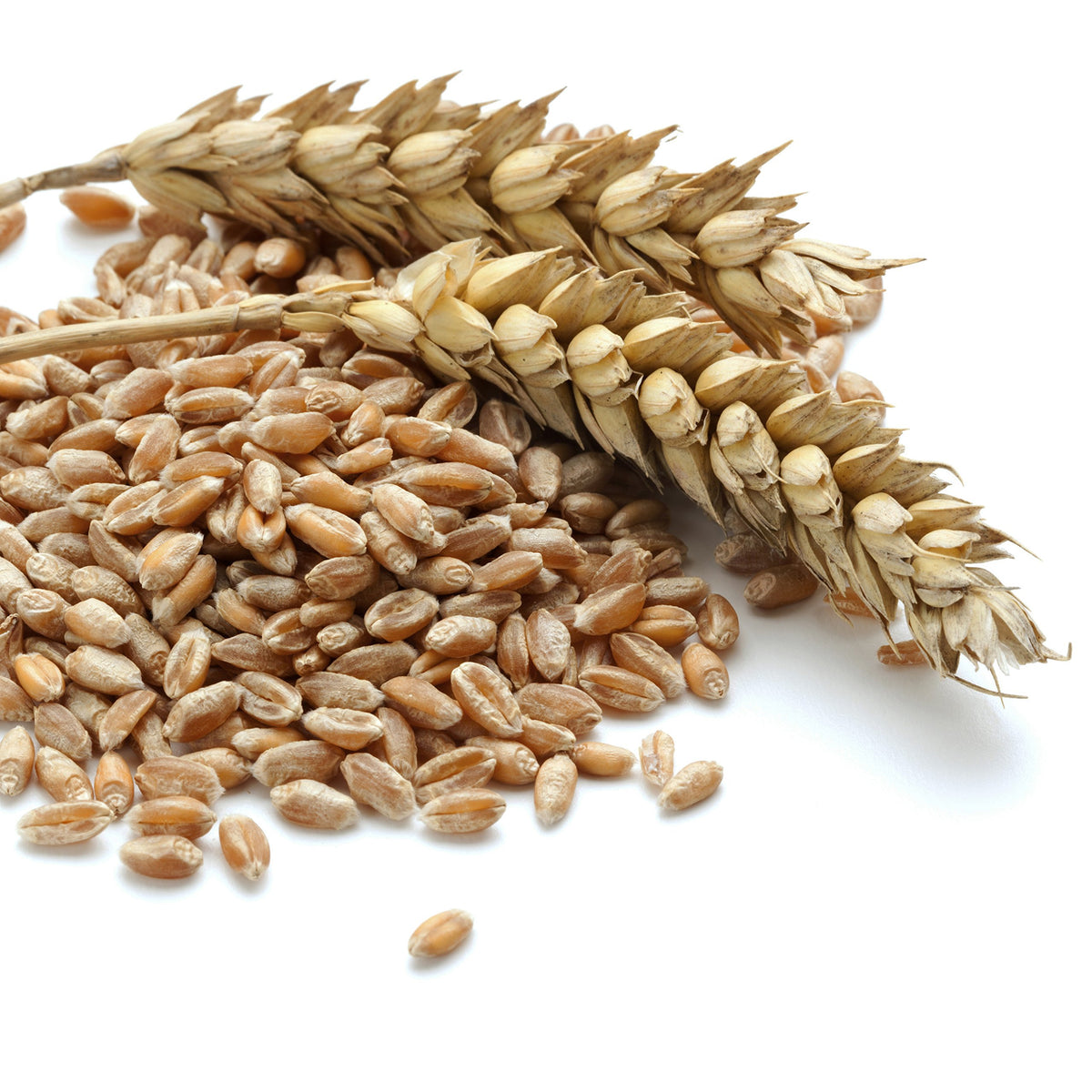 Hard White Wheat Emergency Food Storage 24 Pound Pail X39375